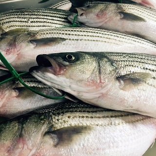 rockfish-2